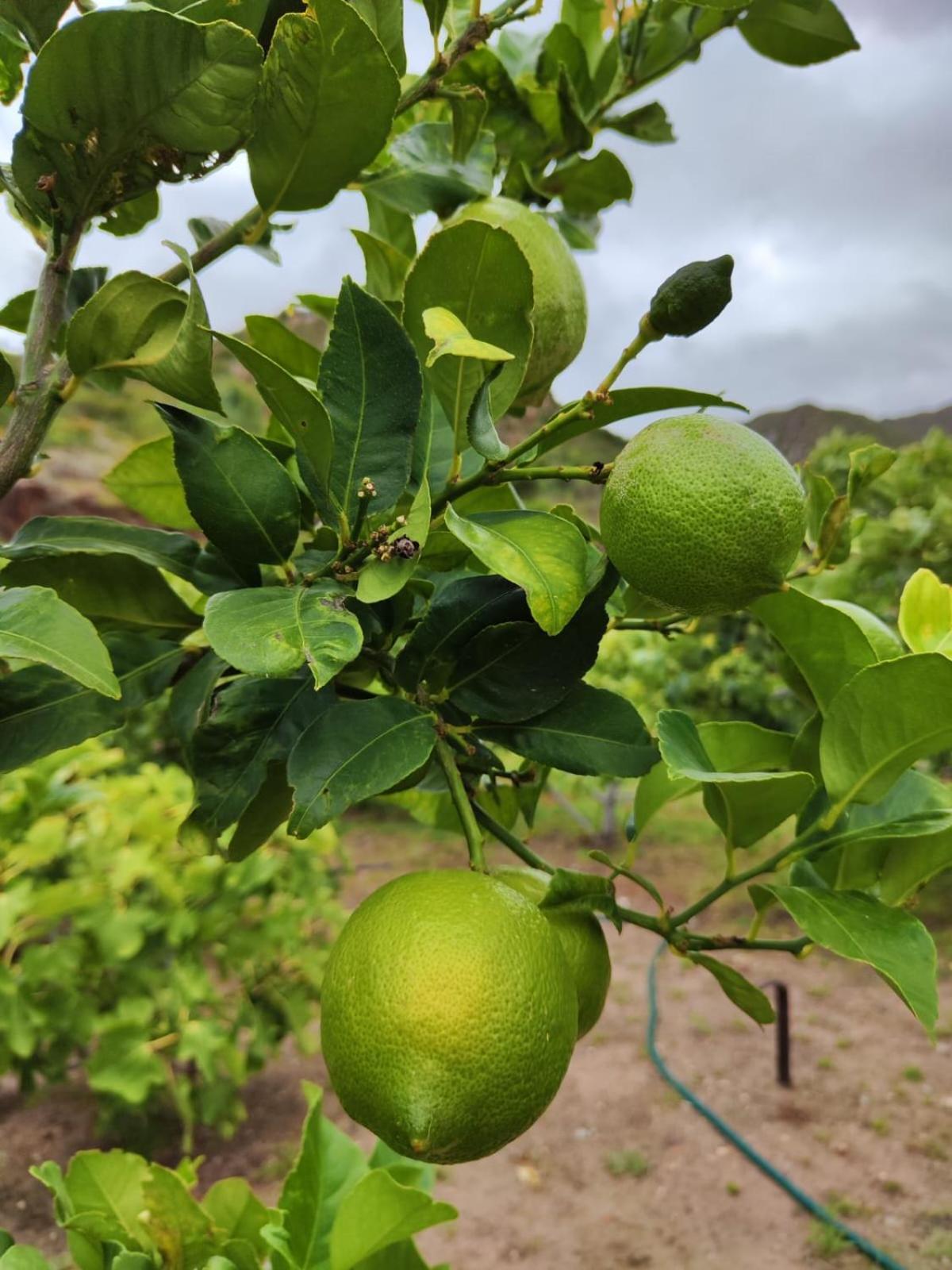 蒙塔古Roodekloof公寓 外观 照片