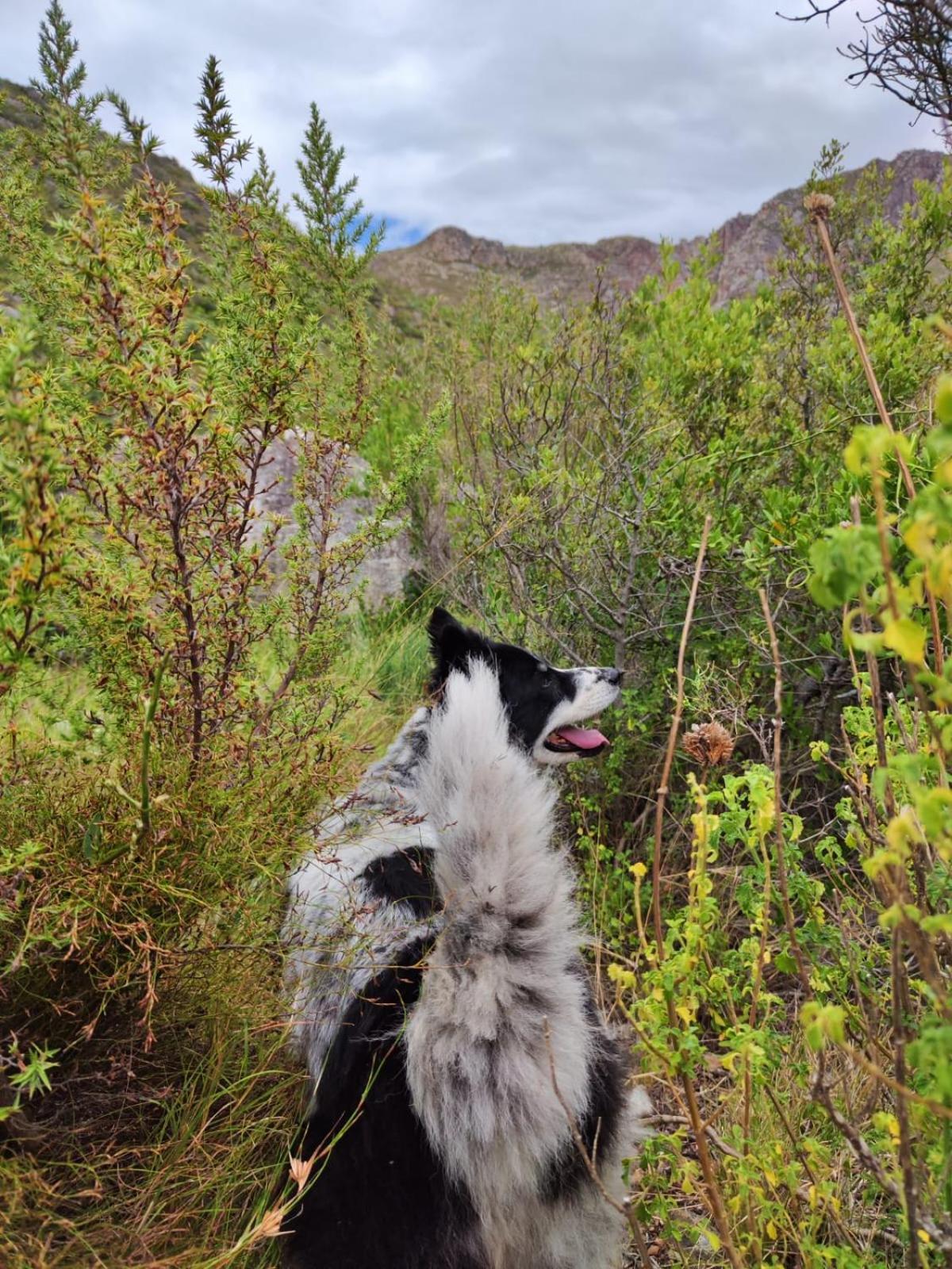 蒙塔古Roodekloof公寓 外观 照片