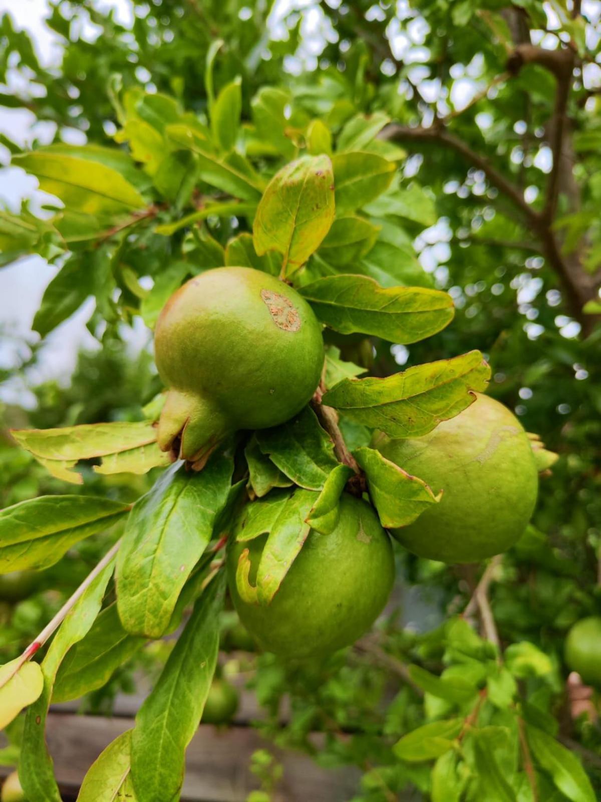 蒙塔古Roodekloof公寓 外观 照片