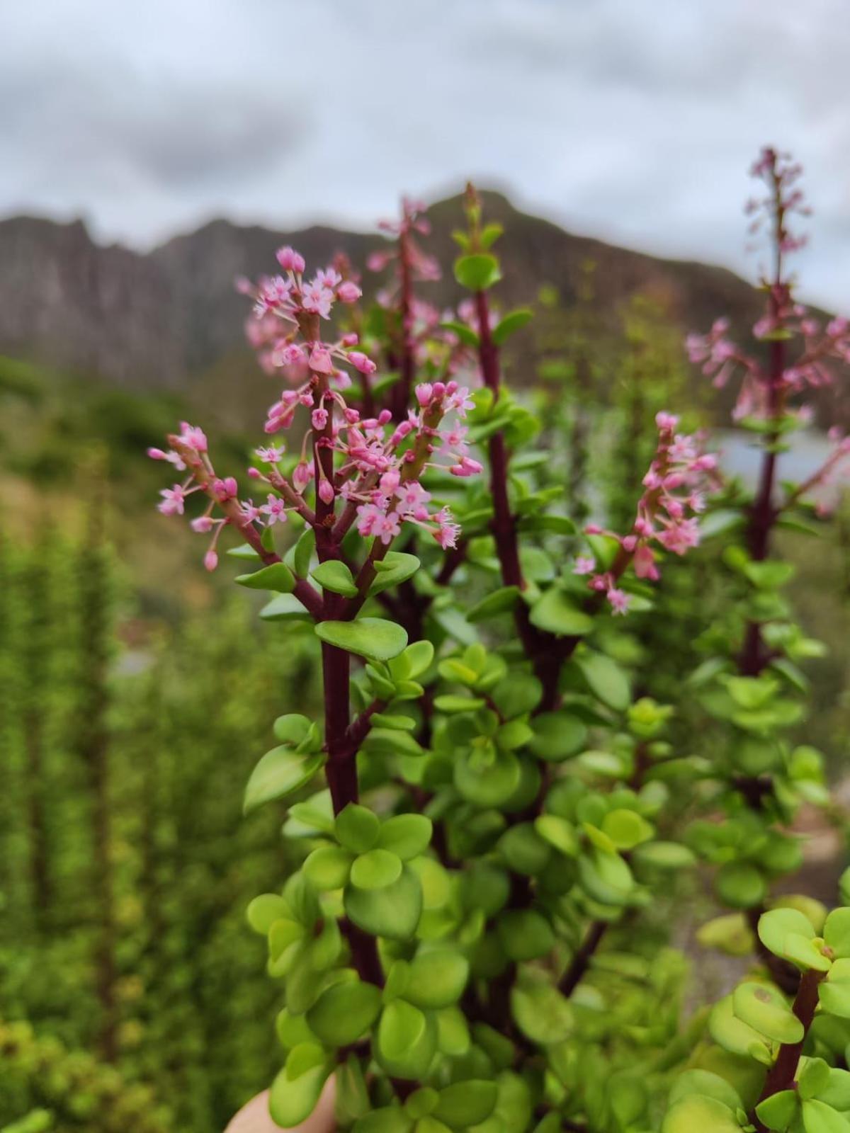 蒙塔古Roodekloof公寓 外观 照片