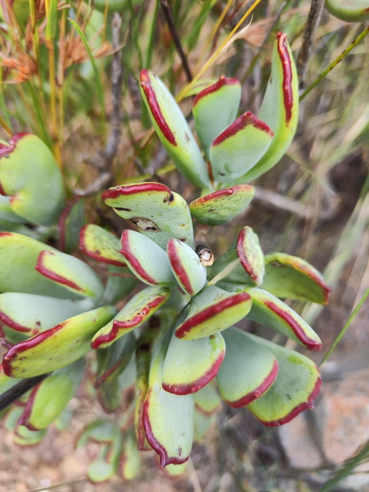 蒙塔古Roodekloof公寓 外观 照片